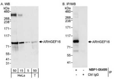 Western Blot: ARHGEF16 Antibody [NBP1-06499]