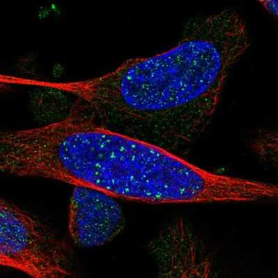 Immunocytochemistry/ Immunofluorescence: ARHGEF19 Antibody [NBP2-57384]