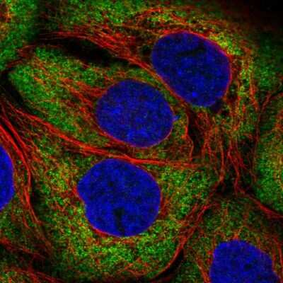 Immunocytochemistry/ Immunofluorescence: ARHGEF3 Antibody [NBP2-57422]