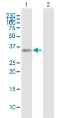 Western Blot: ARHGEF3 Antibody [H00050650-B01P]