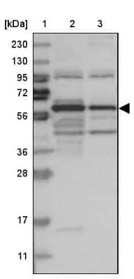 Western Blot: ARHGEF3 Antibody [NBP1-85130]