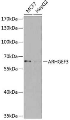 Western Blot: ARHGEF3 AntibodyBSA Free [NBP2-92834]