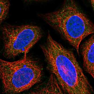 Immunocytochemistry/ Immunofluorescence: ARHGEF33 Antibody [NBP1-91008]