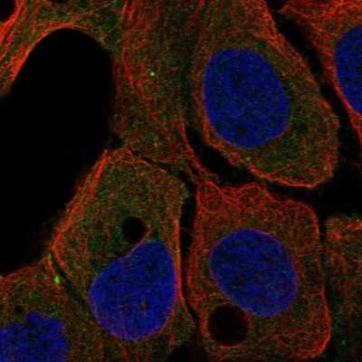 Immunocytochemistry/ Immunofluorescence: ARHGEF37 Antibody [NBP2-55383]