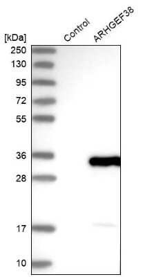 Western Blot: ARHGEF38 Antibody [NBP1-93985]