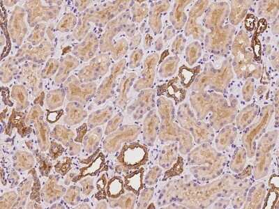 Immunohistochemistry-Paraffin: ARHGEF39 Antibody [NBP2-97431]