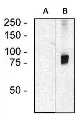 Western Blot: ARHGEF4 Antibody (ARHGEF-08) [NBP2-62217]