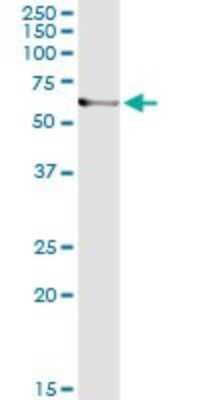 Immunoprecipitation: ARHGEF5 Antibody (4D10-D11) [H00007984-M02]