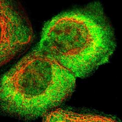 Immunocytochemistry/ Immunofluorescence: ARHGEF5 Antibody [NBP1-83371]