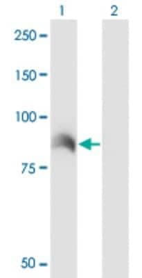 Western Blot: ARHGEF6 Antibody (2E5) [H00009459-M02]