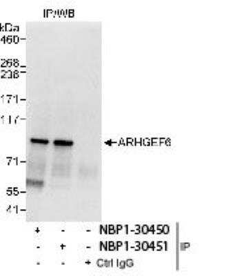 Immunoprecipitation: ARHGEF6 Antibody [NBP1-30451]