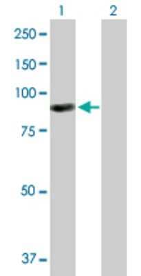 Western Blot: ARHGEF6 Antibody [H00009459-B01P]