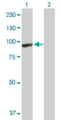 Western Blot: ARHGEF6 Antibody [H00009459-D01P]