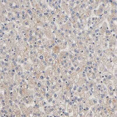 Immunohistochemistry-Paraffin: ARHGEF7 Antibody [NBP1-88650]