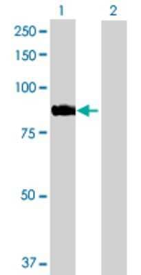 Western Blot: ARHGEF7 Antibody [H00008874-D01P]