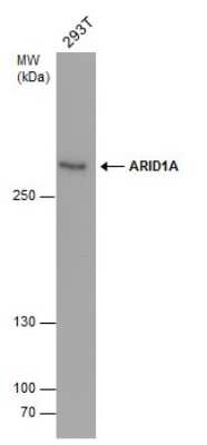 Western Blot: ARID1A Antibody (3611) [NBP2-43566]