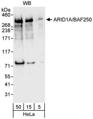 Western Blot: ARID1A Antibody [NB100-55333]