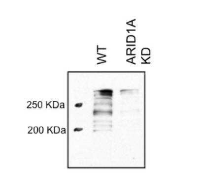 Western Blot: ARID1A Antibody [NB100-55334]