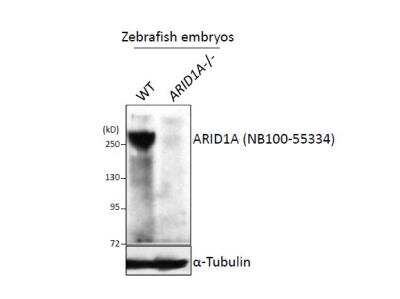 Western Blot: ARID1A Antibody [NB100-55334]