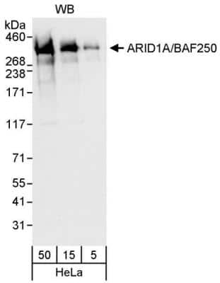 Western Blot: ARID1A Antibody [NB100-55334]