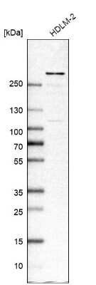 Western Blot: ARID1A Antibody [NBP1-88932]