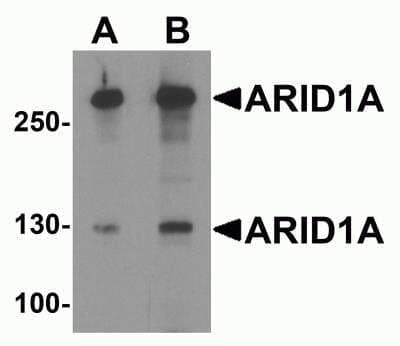 Western Blot: ARID1A AntibodyBSA Free [NBP2-81795]