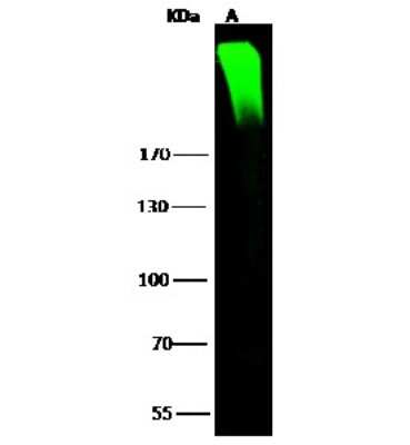 Western Blot: ARID1A Antibody [NBP2-98979]