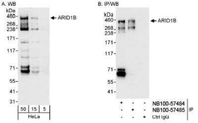 Western Blot: ARID1B Antibody [NB100-57484]