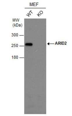 Knockout Validated: ARID2 Antibody (7311) [NBP2-43567]