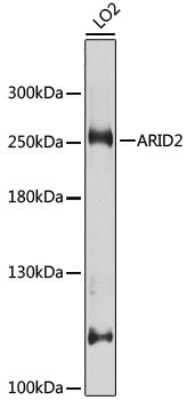 Western Blot: ARID2 AntibodyBSA Free [NBP2-92943]