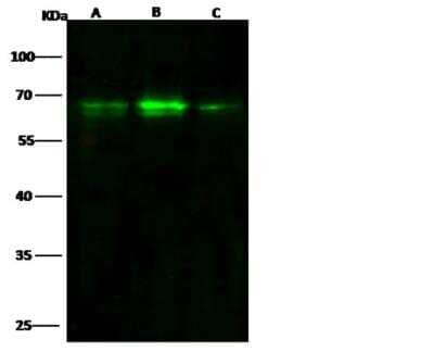 Western Blot: ARID3B Antibody (008) [NBP2-89222]