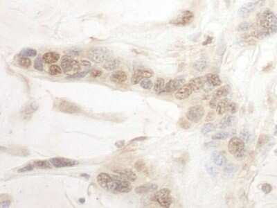 Immunohistochemistry-Paraffin: ARID3B Antibody [NBP1-30457]