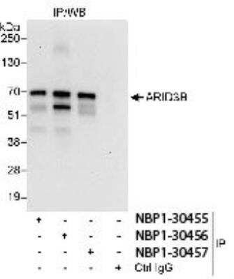 Immunoprecipitation: ARID3B Antibody [NBP1-30455]