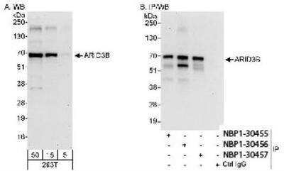 Western Blot: ARID3B Antibody [NBP1-30456]