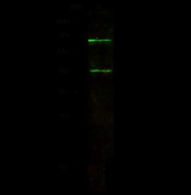 Western Blot: ARID3B Antibody [NBP2-98690]