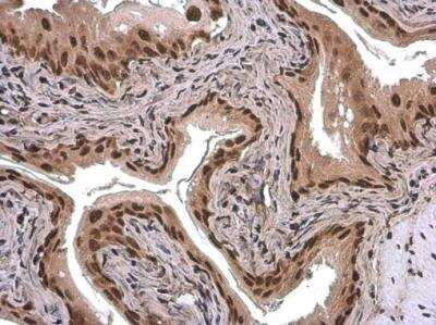 Immunohistochemistry-Paraffin: ARID5A Antibody (1683) [NBP2-43676]