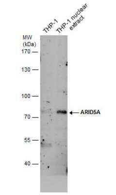 Western Blot: ARID5A Antibody (1683) [NBP2-43676]