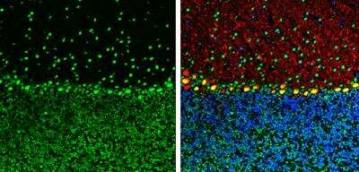 Immunohistochemistry-Frozen: ARID5A Antibody (18112) [NBP2-43745]