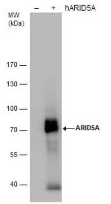 Western Blot: ARID5A Antibody (18112) [NBP2-43745]