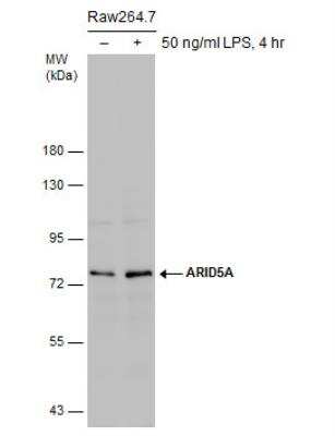 Western Blot: ARID5A Antibody (18112) [NBP2-43745]