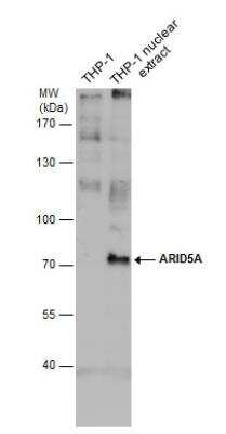 Western Blot: ARID5A Antibody (921) [NBP2-43770]