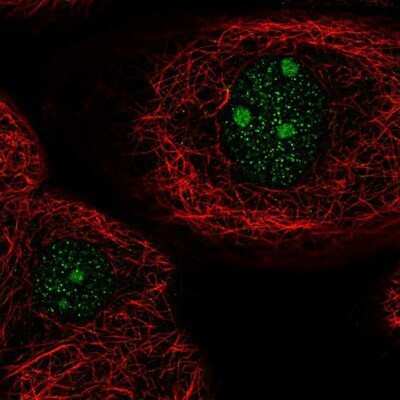 Immunocytochemistry/ Immunofluorescence: ARID5A Antibody [NBP1-81037]