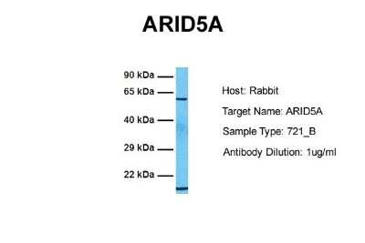 Western Blot: ARID5A Antibody [NBP1-79441]