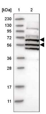 Western Blot: ARID5A Antibody [NBP1-81037]