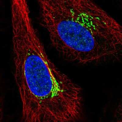 Immunocytochemistry/ Immunofluorescence: ARIH1 Antibody [NBP2-57888]