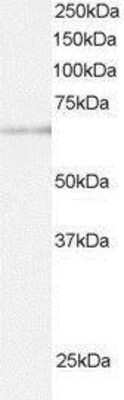 Western Blot: ARIH1 Antibody [NB100-1162]