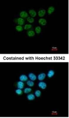 Immunocytochemistry/ Immunofluorescence: ARIH2 Antibody [NBP1-31044]