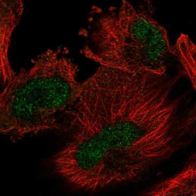 Immunocytochemistry/ Immunofluorescence: ARIH2 Antibody [NBP2-57762]