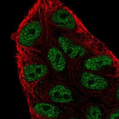 Immunocytochemistry/ Immunofluorescence: ARIH2 Antibody [NBP2-57992]