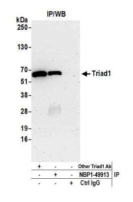 Immunoprecipitation: ARIH2 Antibody [NBP1-49913]